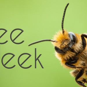 SRTC Prepares to Celebrate Bee Week Photo for SRTC Prepares to Celebrate Bee Week